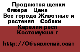 Продаются щенки бивера › Цена ­ 25 000 - Все города Животные и растения » Собаки   . Карелия респ.,Костомукша г.